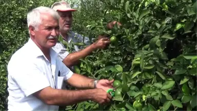 Limonun Fiyatı Üreticiyi Sevindirdi