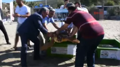 Aydın Kuşadası Tedavi Edilen 3 Caretta Caretta Denizle Buluştu