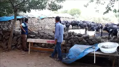 Orköy Desteği, Hataylı Üreticinin Yüzünü Güldürdü