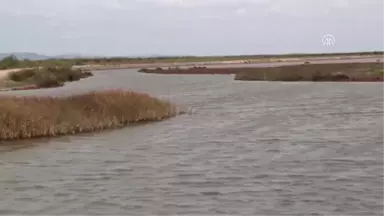 Ağlarını Yırtan Yengeçler Ekmek Kapıları Oldu