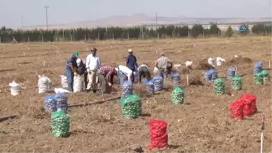 Niğde'de Patates Hasadı Başladı