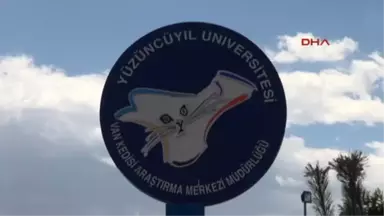 Van Kedi Güzellik Yarışmasının Birincisi 'Kartopu' İlgi Odağı Oldu