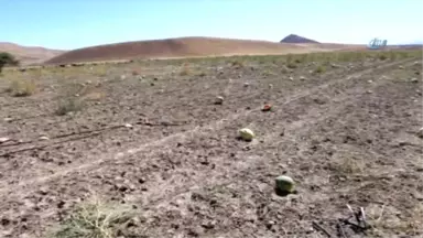 Muş'ta Karpuzlar Tarlada Kaldı Hayvanlara Yem Oldu