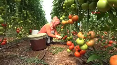 Mersin Domates Üreticisi Pazar Arayışında