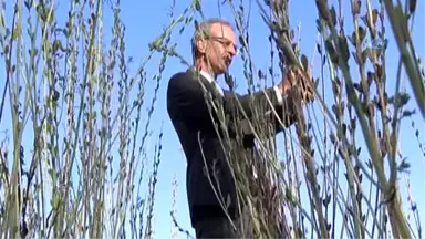 Antalya'da Türünün Tek Örneği Olan Bir Susam Çeşidi Bulundu