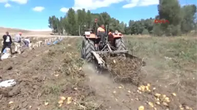 Yozgat Patates Ekimi Yapan Çiftçilerin Pazar ve İşçi Sıkıntısı