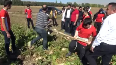 Rizeli Gençler, Elbistan'da Horon Eşliğinde Pancar Söktü