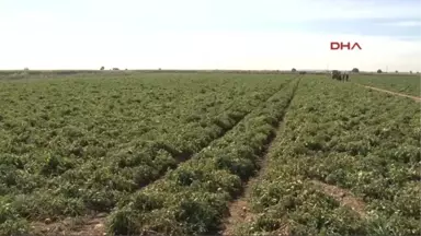 Şanlıurfa Afyon'dan Gelin Almak İçin Geldikleri Şanlıurfa'da Dolandırıldıklarını Anladılar