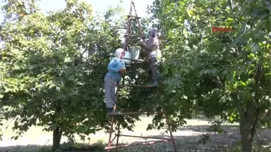 Denizli Cennet Elması, Üreticinin Yüzünü Güldürüyor