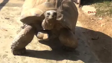 Kocaeli Kaplumbağa Tuki Derbinin Sonucunu Bildi