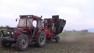 Karacabey'de Şeker Pancarı Hasadı Devam Ediyor