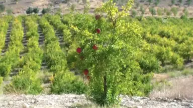 Adıyaman'dan Almanya'ya Nar İhracatı