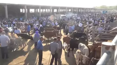 Ucuz Kırmızı Et İçin Yerli Üretim Teşvik Edilmeli