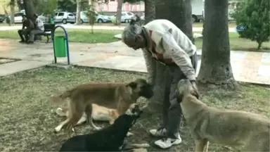 Adana'daki Sokak Köpekleri Onun Yolunu Gözlüyor