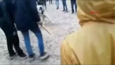 Adıyaman Köpek Dövüştürenlere Operasyon