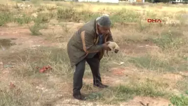 Gaziantep Yavru Köpeği, Kulaklarını Kesip, Araziye Attılar