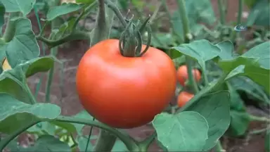 Rusya Kapısını 50 Bin Ton Türk Domatesi İçin Açıyor