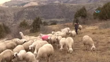 Dedenin Torununa Hediye Ettiği Kuzu, Sürü Sahibi Yaptı