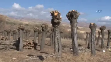 Ağaçları Kesmeden Kışlık Odunlarını Elde Ediyorlar