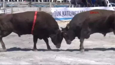 Aydın Türkiye'nin Şampiyon Boğaları Aydın'da Güreşecek