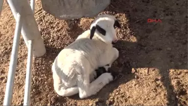 Niğde Üniversite Hayvancılığı Bırakan Köylülere Koyun Dağıttı