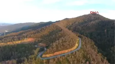 Trabzon Yangında Zarar Gören Çamburnu Ormanından Kötü Haber