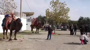 Güreşçi Develere Havut Giydirildi - Balıkesir