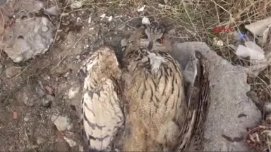 Tunceli Nesli Tükenmek Üzere Olan Puhu Kuşu, Elektrik Akımına Kapılarak Telef Oldu