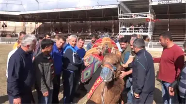 Antalya Kumluca'da Develer Meydana Çıktı