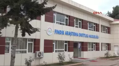 Giresun Fındıkta Sertifikalı Fidan Üretimine Geçiliyor