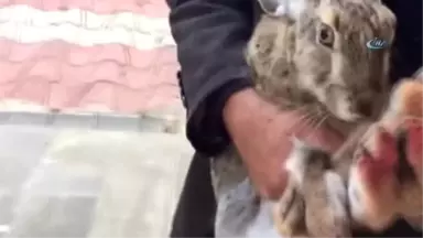 Erzincanlı Vatandaşlar Kedi Vahşetini Kınadı