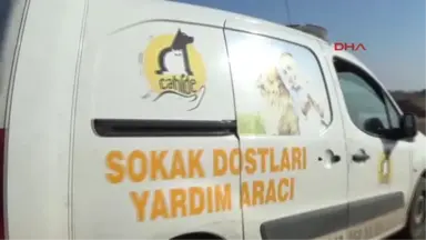 Gaziantep Köpeği Av Tüfeğiyle Vurdular