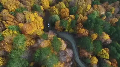 Kerestesi Fetihlerde Boy Gösteren Ağaç; Kazdağı Köknarı