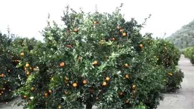 Ege'nin Narenciye Bahçesi Muğla