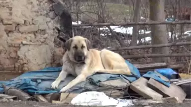 Kayıp Aile İlgili Sır Çözüldü