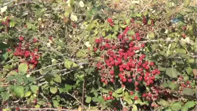 Antalya'da Sıcak Havayı Gören Badem Ağaçları Çiçek Açtı