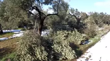 Fırtına ve Kar Zeytin Ağaçlarına Zarar Verdi