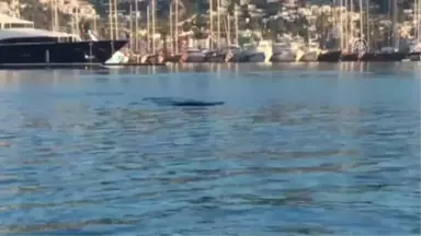 Bodrum'da Akdeniz Foku Şaşırttı