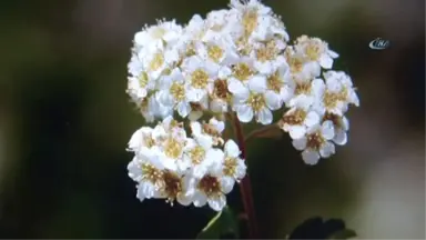 Cudi Dağı'nda Yeni Odunsu Takson Keşfedildi