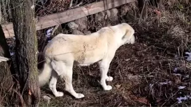 Kastamonu'daki Yangın - Çataloğlu Ailesinin Köpeği Bulundu