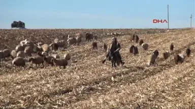 Şanlıurfa'da Çiftçiler, Yağmur Duasına Çıktı