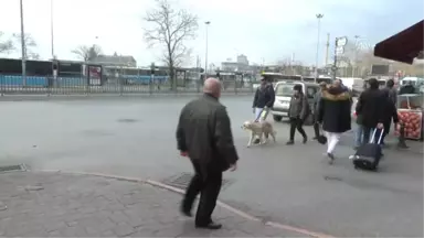 Rehber Köpeği Aslan, Hem Ev Hem Yol Arkadaşı