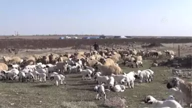 Şanlıurfalı Besicilerin Kuraklık Kaygısı