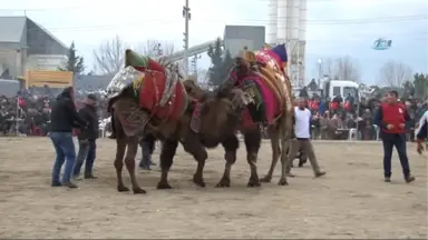 Çanakkale'de Deve Güreşleri Nefes Kesen Anlara Sahne Oldu