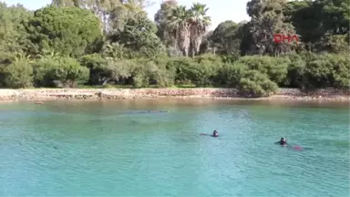 Bodrum Güvercinlik'te Deniz Dibi Temizliği