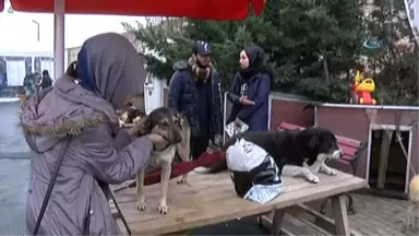 Ünlü Sanatçılar Barınak Hayvanları İçin Bir Araya Geldi