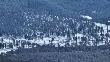 Sarıkamış'ın Bozayıları Yaban Hayatını Dünyaya Tanıtacak