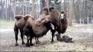 Yavru Devenin Ayağa Kalkma Mücadelesi