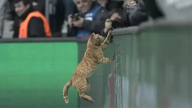 Beşiktaş -Bayern Münih Maçında Sahaya Giren Kediyi Maçın Adamı Seçtiler