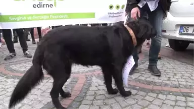 Sokak Köpeklerinin Kaybolduğu İddiası